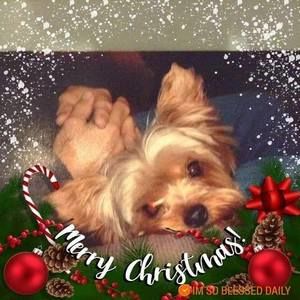 Meet your Posher, Maxine